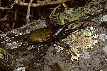 Hercules beetle male (Dynastes hercules) in rainforest, Costa Rica
