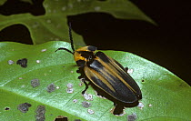 Beetle (Lamprocera latreillei) resembling a distasteful lycid beetle. This is part of a mimicry complex based on lycid beetles, in rainforest, Brazil