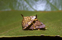 Tortoise beetle (Batanota sp) which mimics a seed, mating pair in the campo cerrado, Brazil