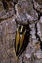 Jewel beetle (Epistomentis vittata) on the trunk of a Southern beech tree, Chile