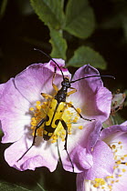 Spotted longhorn beetle (Rutpela maculata) on Dog rose flower, UK.