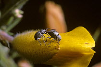 Gorse seed weevil (Exapion ulicis) female drilling a hole in a Gorse flower to lay her eggs while the male guards her from the attentions of other males, UK
