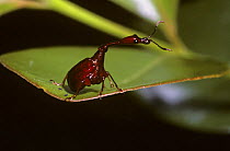Leaf-rolling weevil (Paraploderus castaneus) in rainforest, Madagascar