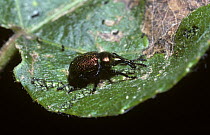 Poplar leaf-roller weevil (Byctiscus populi) UK