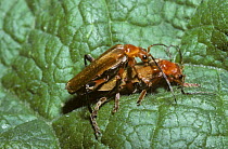 Soldier beetles (Cantharis livida) mating pair, UK