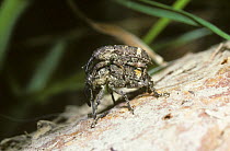 Banded pine weevil beetle (Pissodes pini) male guarding his mate as she lays an egg in a log, UK