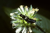 Rove beetle (Philonthus fuscipennis) UK