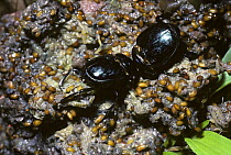 Dung beetles (Megathopa villosa) making a ball of Coati dung in rainforest, notes seeds in the dung, Argentina