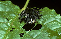 Tortoise beetle (Batanota bidens) larva carrying a protective shield of its own faeces in rainforest, Costa Rica