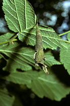 Hazel leaf-roller weevil (Apoderus coryli), leaf roll enclosing the larva on Hazel, UK
