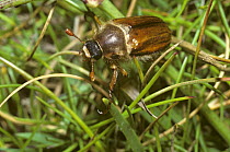 Chafer beetle (Homaloplia ruricola) in clifftop grassland, UK