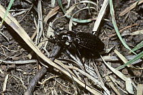Rough-backed ground beetle (Carabus granulatus) UK