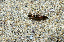 Rove beetle (Paederus littoralis) on sand, UK