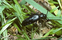 Oil beetle (Meloe violaceus) female feeding on grass, UK