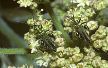 Thick-legged flower beetle males (Oedemera nobilis) on Hogweed flower, UK