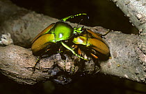 Flower chafer beetle (Taurhina polychrous) male in defensive pose guarding a female from rival males, in rainforest, Uganda