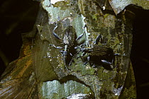 Leaf beetle (Donacia versicolorea) male (right) courting a female on Bog pondweed, UK