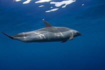 Pantropical spotted dolphin (Stenella attenuata) Kona Coast, Hawaii Island, Central Pacific Ocean