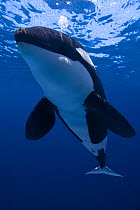 Orca / Killer whale (Orcinus orca) blowing bubbles, captive, digital composite