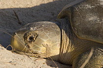 Australian flatback sea turtle (Natator depressus) nesting female with excretions from salt glands leaking out of eyes like tears, Crab Island, Torres Strait, Queensland, Australia