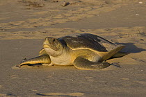 Australian flatback sea turtle (Natator depressus) female crawling back down beach after laying eggs in nest in sand dunes, Crab Island, Torres Straits, Queensland, Australia