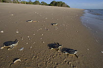 Australian flatback sea turtle hatchlings (Natator depressus)  from captive release programme,  crawling down nesting beach to ocean, Crab Island, Torres Strait, Queensland, Australia