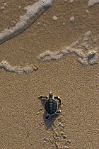 Australian flatback sea turtle hatchling (Natator depressus)  from captive release programme,  crawling down nesting beach to the sea, Crab Island, Torres Strait, Queensland, Australia