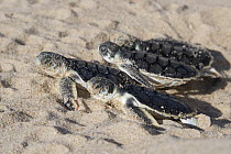 Australian flatback sea turtle hatchlings (Natator depressus)  from captive release programme,  emerging from nest and crawling down beach to the sea, Crab Island, Torres Strait, Queensland, Australia