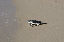 Australian flatback sea turtle hatchlings (Natator depressus)  from captive release programme,  reaches the sea after crawling down beach from nest, Crab Island, Torres Strait, Queensland, Australia