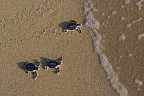 Australian flatback sea turtle hatchlings (Natator depressus)  from captive release programme,  reach the sea after crawling down beach from nest, Crab Island, Torres Strait, Queensland, Australia