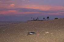 Australian flatback sea turtle hatchling (Natator depressus)  from captive release programme,  crawling down beach from nest, Crab Island, Torres Strait, Queensland, Australia