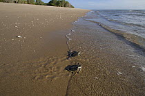 Australian flatback sea turtle hatchlings (Natator depressus)  from captive release programme,  reach the sea after crawling down beach from nest, Crab Island, Torres Strait, Queensland, Australia