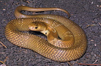 Spectacled / monocled cobra {Naja naja kaouthia} male, sensing a treat and ready to distend its hood, Thailand