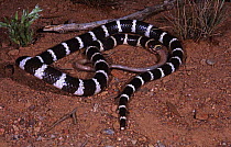 Bandy bandy snake {Vermicella annulata} female feeding on its sole diet, a Blind snake {Ramphotyphlops nigrescens} Queensland, Australia
