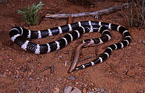 Bandy bandy snake {Vermicella annulata} feeding on its sole diet, a Blind snake {Ramphotyphlops nigrescens} Queensland, Australia