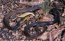 Lesser black whipsnake {Demansia vestigiata} Queensland, Australia