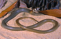 Fraser's legless lizard {Delma fraseri} Western Australia