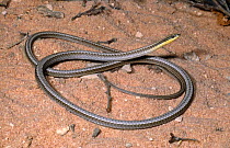Keeled legless lizard {Pletholax gracilis edelensis} Western Australia