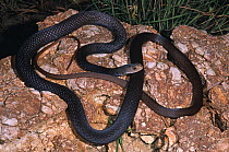 Greater black whipsnake {Demansia papuensis} male, Northern Territory, Australia.