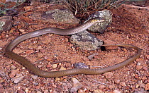 Legless lizard {Delma molleri} South Australia