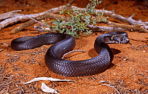 Pale broad headed snake {Hoplocephalus bitorquatus} male ready to strike, highly venomous, Queensland, Australia