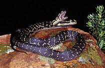 Broad headed snake {Hoplocephalus bungaroides} male striking, New South Wales, Australia