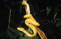 Green tree python {Morelia / Chondopython viridis} hatchling uses its tail as an anchor point, Iron range, Queensland, Australia