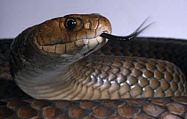 Eastern brown snake {Pseudonaja textilis} male with tongue flickering, Victoria, Australia