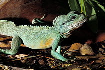 Chinese Water Dragon / Thailand Water Lizard(Physignathus cocincinus) Captive, native to China and SE Asia.