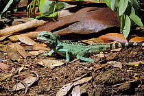 Chinese Water Dragon (Physignathus cocincinus) Captive, native to China and SE Asia.