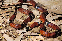 Sinaloan Milk Snake (Lampropeltis triangulum sinaloae) Captive, native to mexico.