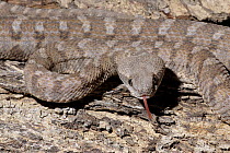 Oman Saw-scaled Viper (Echis omanensis) testing the air with tongue, Wasi Helo, UAE