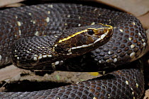 Cantil / Tropical Moccassin (Agkistrodon bilineatus) Captive, native to North Mexico.