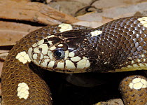 Californian King Snake ( Lampropeltis getulus californiae) Captive, native to western USA.